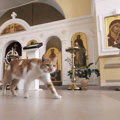 Как кота в алтаре ловили, – рассказ священника 