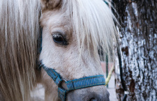 «Кругом степь, заметенная снегом, но лошадь наотрез отказывалась идти дальше». Две истории про снежные приключения