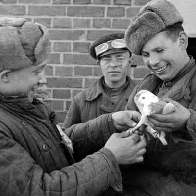 Лапка поломана, спина ободрана, а грудь в запекшейся крови: как голуби приближали победу в Великой Отечественной войне 