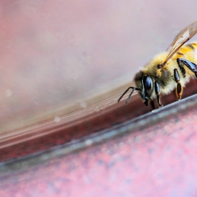 Я выжимал газ в «Жигулях», но пчелы продолжали погоню! — священник о своих приключениях на Медовый Спас