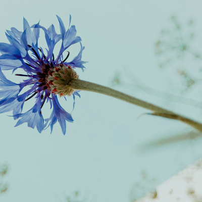 «А не купить ли мне букет?» История о том, как просто можно сделать шаг навстречу друг другу