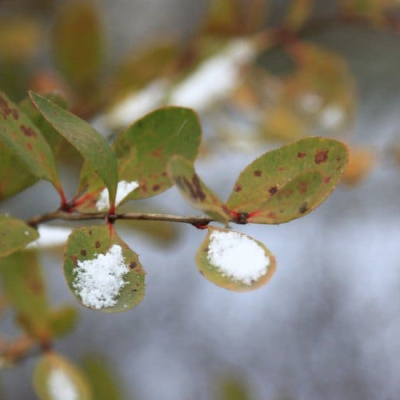 Приметы на Покров. Будет снег? 