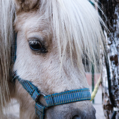 «Кругом степь, заметенная снегом, но лошадь наотрез отказывалась идти дальше». Две истории про снежные приключения