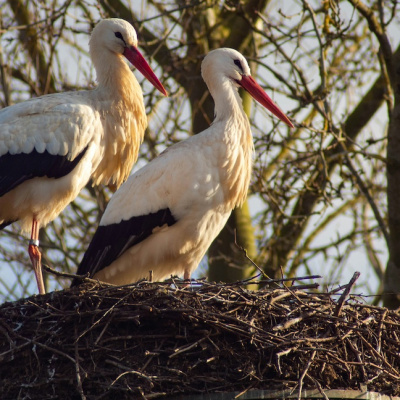 Как аисты гнездо вили