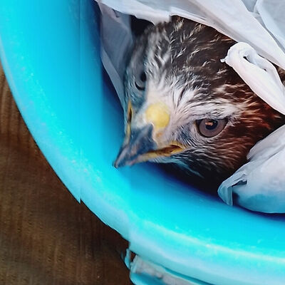 Как Бог промышляет о птицах