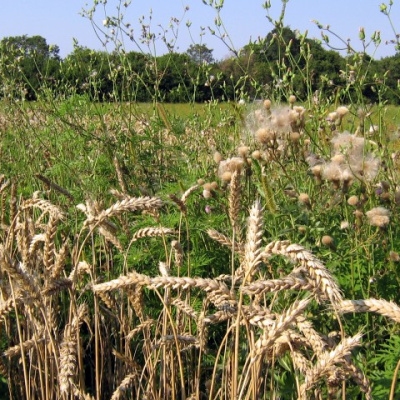 Так плевелы переплетаются с ростками доброго семени. Слово в день памяти Архангела Михаила