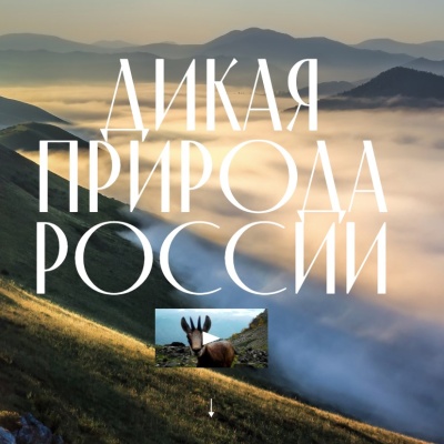 Начал работу уникальный президентский сайт о дикой природе России