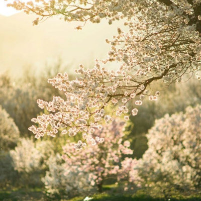 Неделя апостола Фомы, Антипасха, воскресенье, 19 апреля 2026 года: что будет в храме?