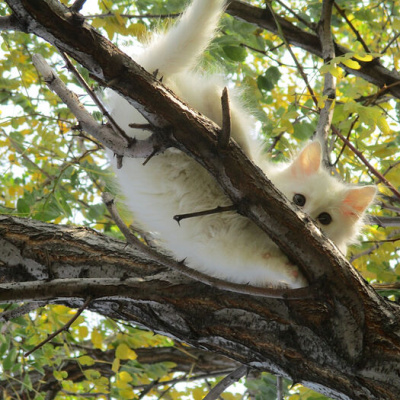 Время белого кота