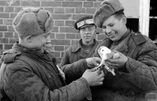 Лапка поломана, спина ободрана, а грудь в запекшейся крови: как голуби приближали победу в Великой Отечественной войне 