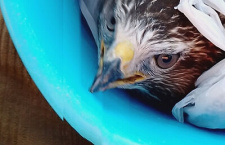 Как Бог промышляет о птицах