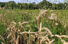 Так плевелы переплетаются с ростками доброго семени. Слово в день памяти Архангела Михаила