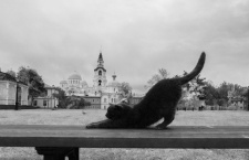Кошачий хутор на Валааме: как петербурженка спасает котов в монастыре