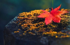 Как правильно провести 30 октября — день памяти христиан, пострадавших от богоборцев? 