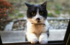 Как кот заставил своего хозяина бросить пить — реальная история от Юрия Куклачева