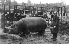 Евдокия Дашина – блокадница, спасшая бегемота