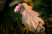 26 сентября — «Осенняя Пасха»: что празднует Церковь в этот день?