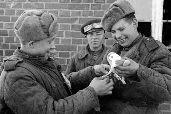Лапка поломана, спина ободрана, а грудь в запекшейся крови: как голуби приближали победу в Великой Отечественной войне 