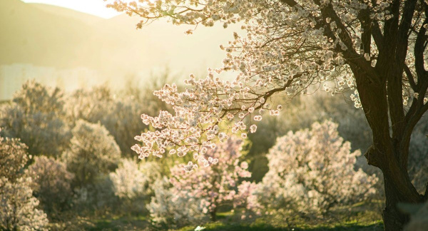 Неделя апостола Фомы, Антипасха, воскресенье, 19 апреля 2026 года: что будет в храме?